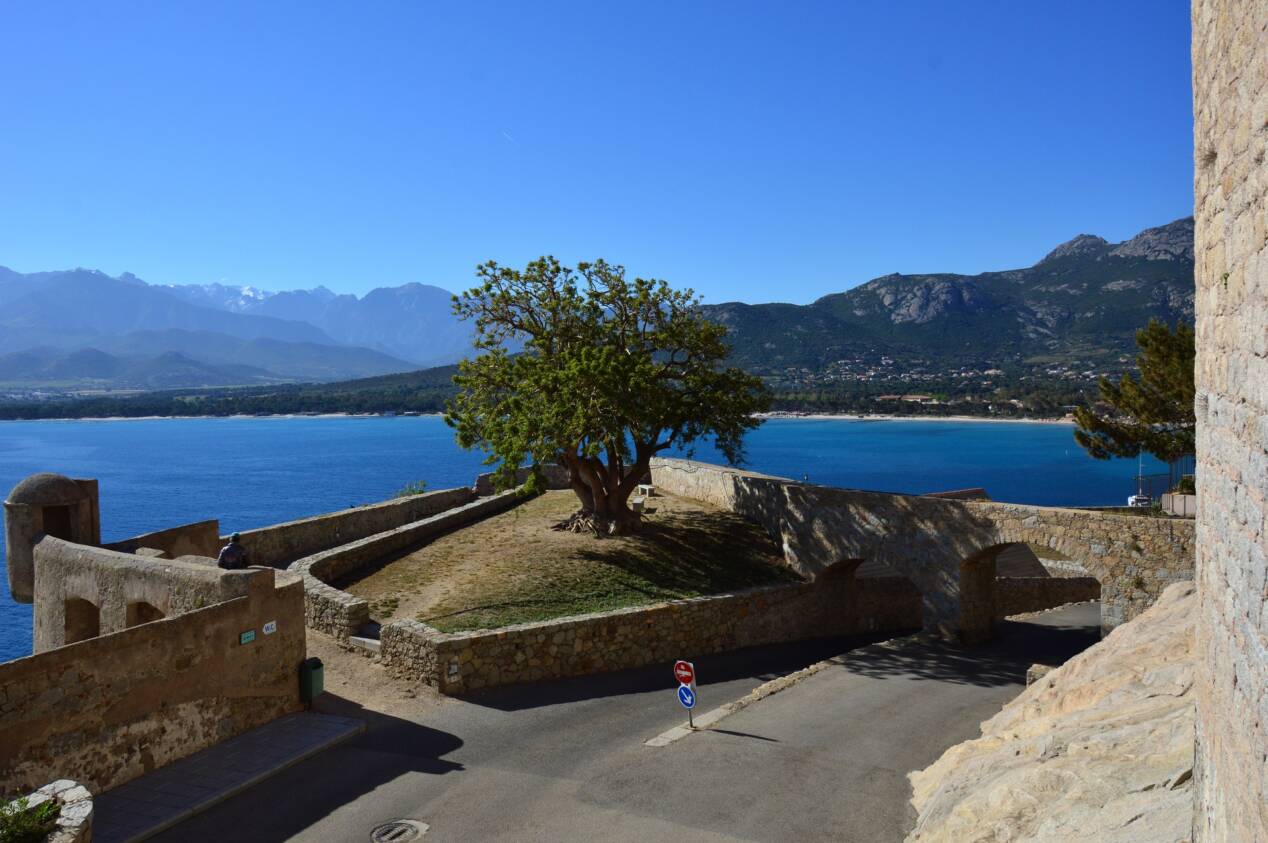 calvi