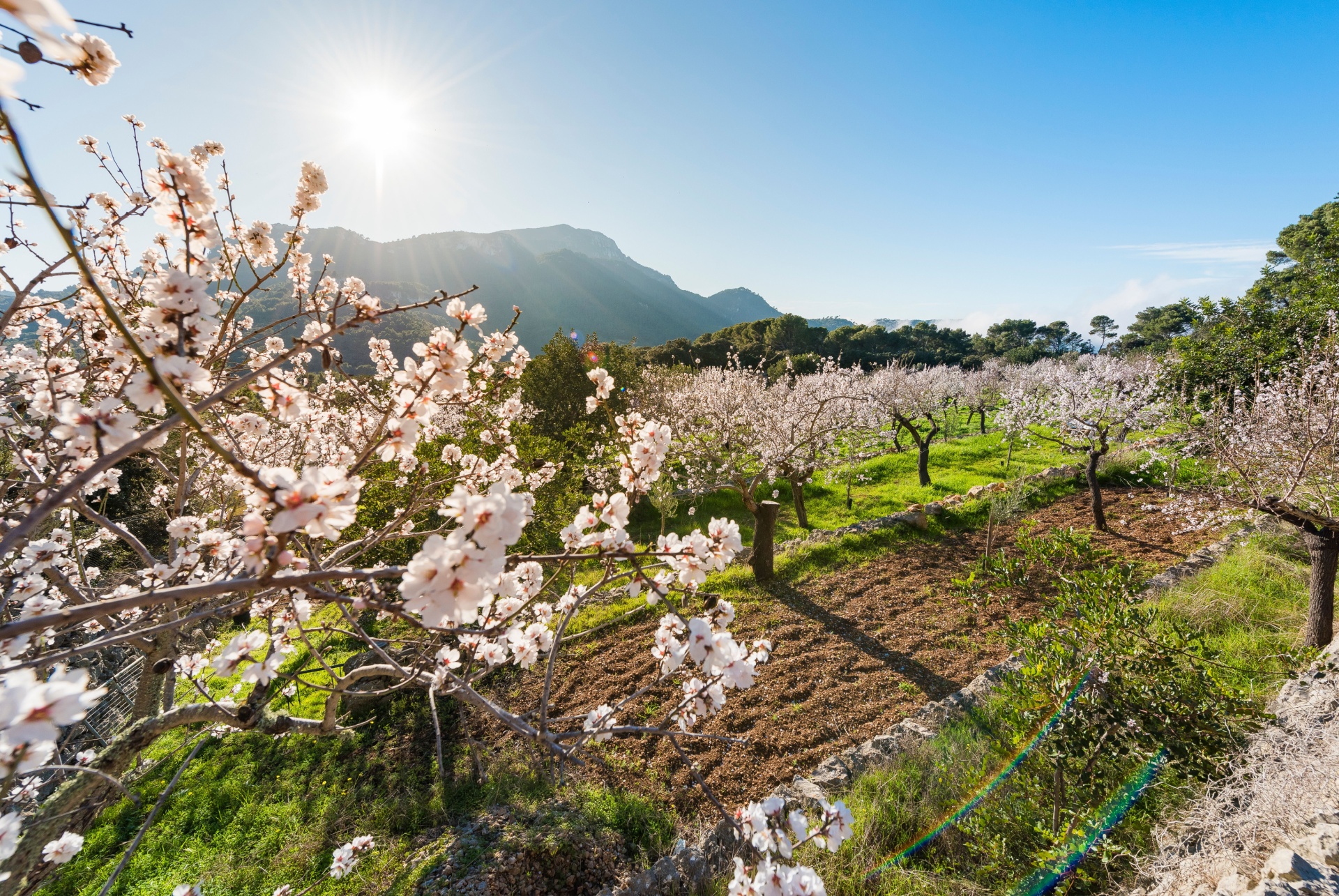 majorque au printemps