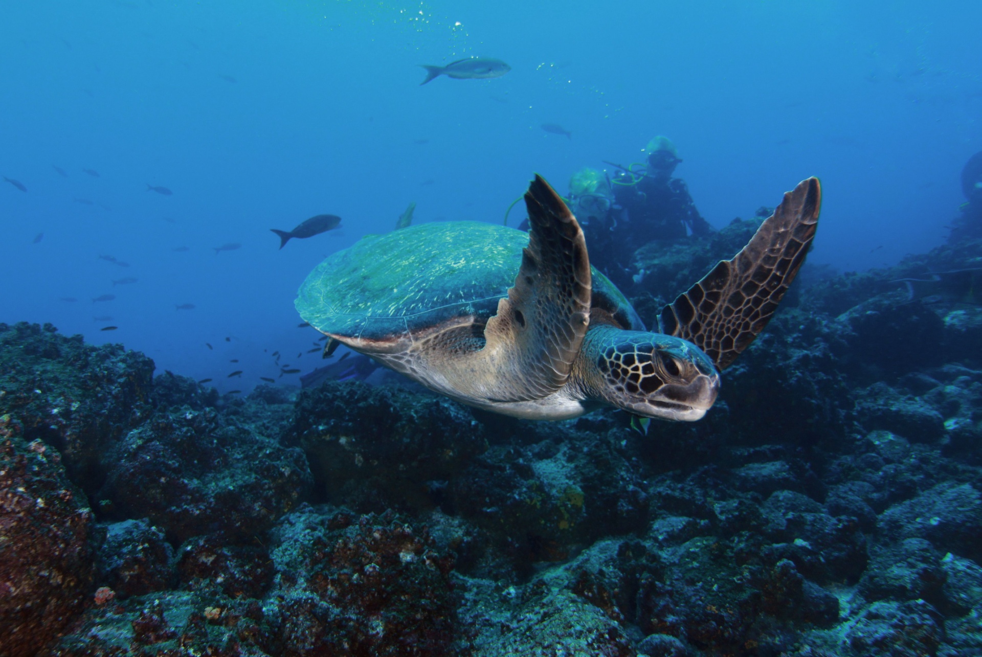 plongee sous marine iles galapagos